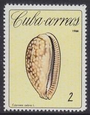 Colnect-1621-969-Measled-Cowry-Cypraea-zebra.jpg