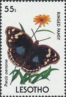 Colnect-1736-287-Ringed-Pansy-Precis-oenone.jpg