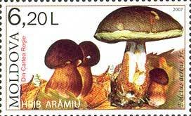 Colnect-191-901-Black-hued-Boletus-Boletus-aereus.jpg