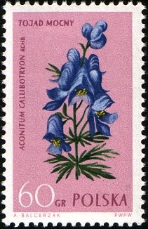 Colnect-2037-158-Monkshood-Aconitum-callibotryon.jpg