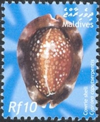 Colnect-2362-896-Serpent--s-Head-Cowry-Cypraea-caputserpentis.jpg