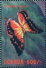 Colnect-2631-384-Green-veined-Charaxes-Charaxes-niavius.jpg