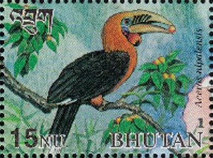 Colnect-3402-365-Rufous-necked-Hornbill-Aceros-nipalensis.jpg