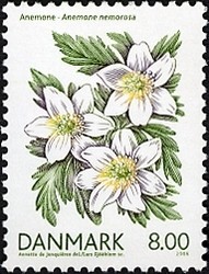 Colnect-411-877-European-Wood-Anemone-Anemone-nemorosa.jpg