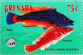 Colnect-4581-515-Male-and-female-cuckoo-wrasse.jpg