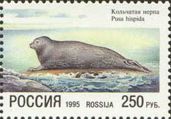 Colnect-518-208-Ringed-Seal-Pusa-hispida.jpg