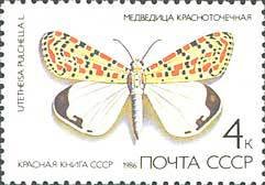 Colnect-592-101-Crimson-speckled-Flunkey-Utetheisa-pulchella.jpg