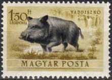 Colnect-597-451-Wild-Boar-Sus-scrofa.jpg