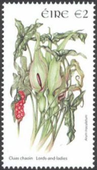 Colnect-617-125-Lords-and-Ladies-Arum-maculatum.jpg