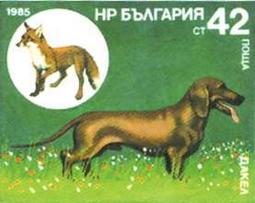 Colnect-822-241-Dachshund-Red-Fox-Vulpes-vulpes.jpg