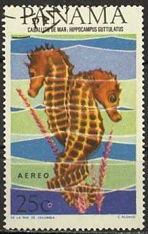 Colnect-1118-587-Long-snouted-Seahorse-Hippocampus-guttulatus.jpg