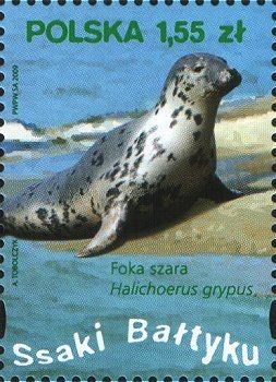 Colnect-2898-029-Gray-Seal-Halichoerus-grypus.jpg