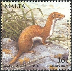 Colnect-657-542-Least-Weasel-Mustela-nivalis.jpg