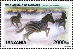 Colnect-1692-779-Grant-s-Zebra-Equus-quagga-boehmi.jpg