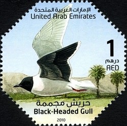 Colnect-1381-524-Seabirds-of-the-United-Arab-Emirates---Black-headed-Gull.jpg