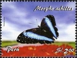 Colnect-1584-558-Blue-banded-Morpho-Morpho-achilles.jpg