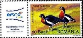 Colnect-1980-571-Red-breasted-Goose-Branta-ruficollis.jpg