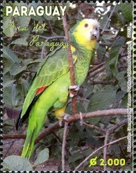 Colnect-2373-286-Blue-fronted-Amazon-Amazona-aestiva.jpg