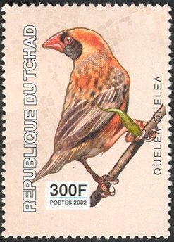 Colnect-2395-314-Red-billed-Quelea-Quelea-quelea.jpg