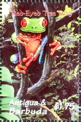 Colnect-4101-227-Red-eyed-tree-frog.jpg