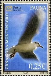 Colnect-491-460-Black-headed-Gull-Larus-ridibundus.jpg