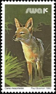 Colnect-5482-520-Black-backed-Jackal-Canis-mesomelas.jpg