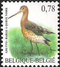 Colnect-570-551-Black-tailed-Godwit-Limosa-limosa-.jpg