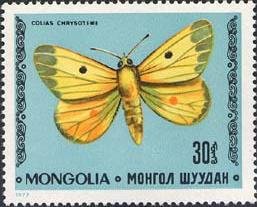 Colnect-905-955-Lesser-Clouded-Yellow-Colias-chrysoteme.jpg