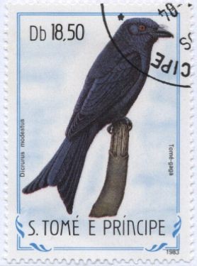 Colnect-953-760-Velvet-mantled-Drongo-Dicrurus-modestus.jpg