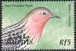 Colnect-961-800-Red-throated-Pipit-Anthus-cervinus.jpg