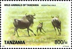 Colnect-1692-776-Blue-Wildebeest-Connochaetes-taurinus.jpg