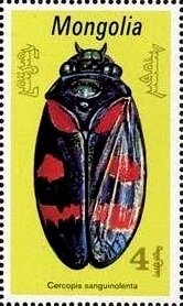 Colnect-5883-547-Froghopper-Beetle-Cercopis-sanguinolenta.jpg