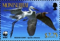 Colnect-1524-101-Reddish-Egret-Egretta-rufescens.jpg