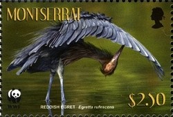 Colnect-1524-102-Reddish-Egret-Egretta-rufescens.jpg