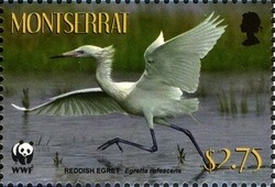 Colnect-1524-103-Reddish-Egret-Egretta-rufescens.jpg