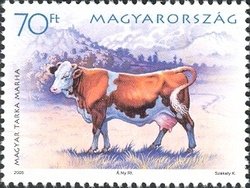 Colnect-497-950-Hungarian-Fleckvieh-Cattle-Bos-primigenius-taurus.jpg