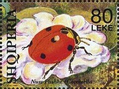 Colnect-1531-471-Ladybird-Coccinella-sp-with-5-spots-on-flower.jpg