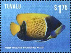 Colnect-3146-428-Passer-Angelfish-Holacanthus-passer.jpg