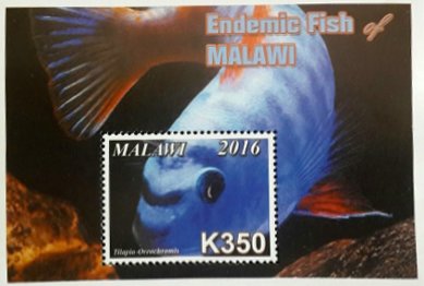 Colnect-4513-702-Endemic-Fish-of-Malawi.jpg