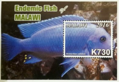 Colnect-4513-706-Endemic-Fish-of-Malawi.jpg