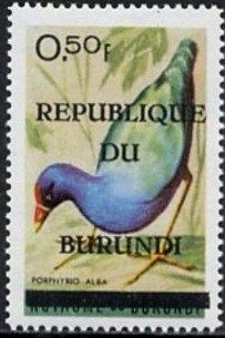 Colnect-1430-577-African-Swamphen-Porphyrio-madagascariensis.jpg