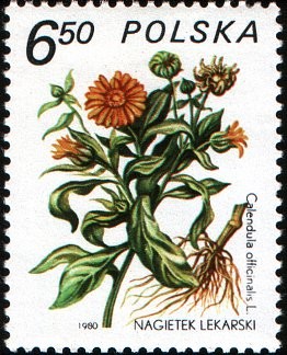 Colnect-1997-612-Calendula-officinalis.jpg