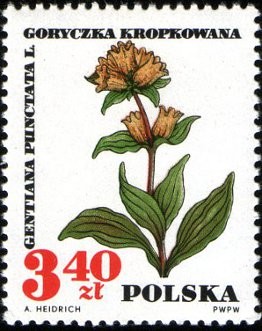 Colnect-2037-165-Gentiana-punctata.jpg