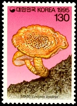 Colnect-2579-904-Lentinus-lepideus.jpg