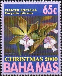 Colnect-3814-110-Encyclia-plicata.jpg