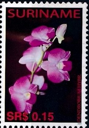 Colnect-3979-172-Dendrobium-hybrid.jpg