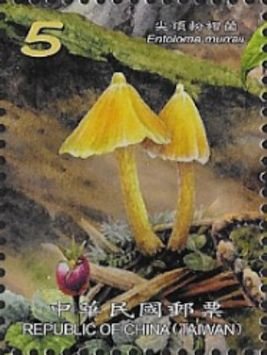 Colnect-5153-479-Entoloma-murraii.jpg