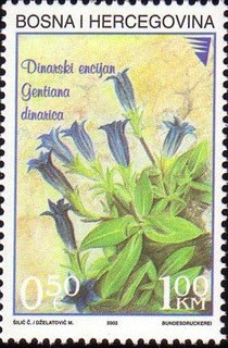 Colnect-568-491-Gentiana-dinarica.jpg