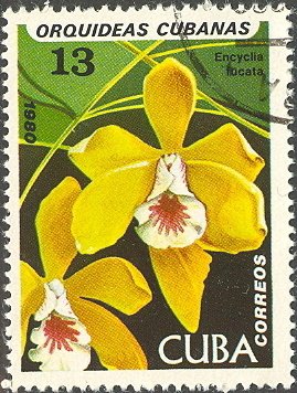 Colnect-660-315-Encyclia-fucata.jpg