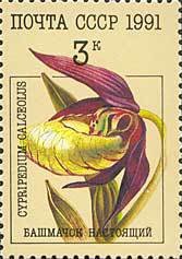 Colnect-576-853-Cypripedium-calceolus---Lady--s-slipper-Orchid.jpg